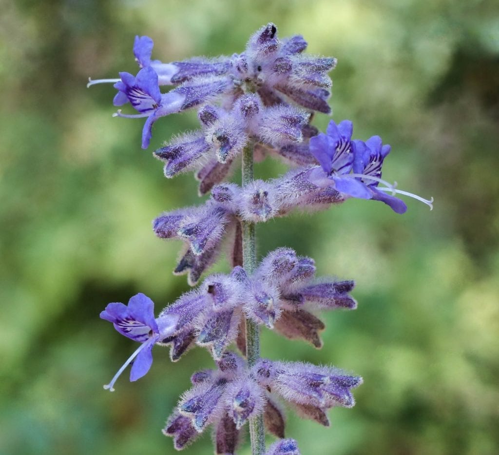 Flor de Perovskia