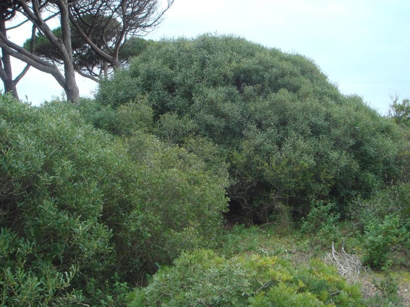 Phillyrea angustifolia