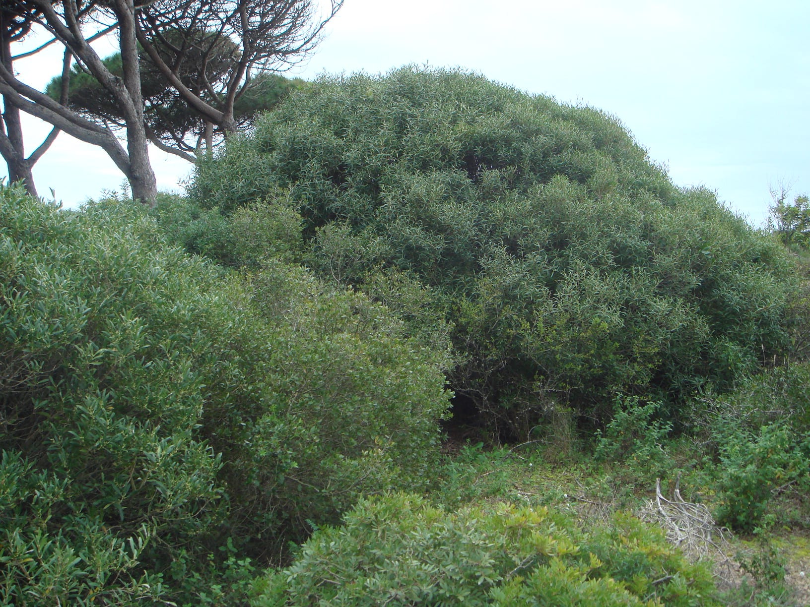 Phillyrea angustifolia: labiérnago de hoja estrecha