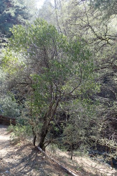 Phillyrea latifolia en hábitat
