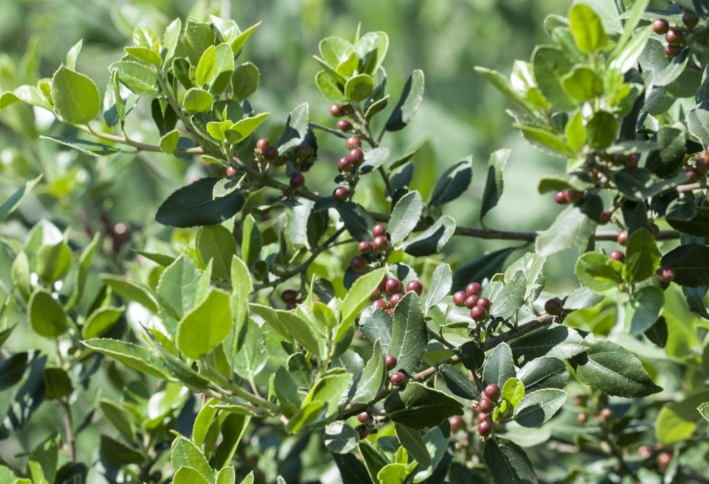 Labiérnago negro (Phillyrea latifolia): cultivo y poda