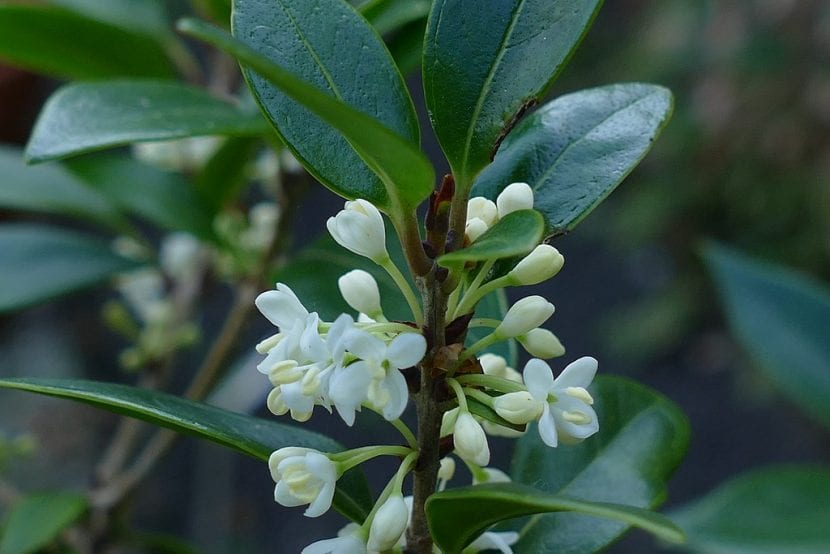 Las flores del labiérnago negro son blancas