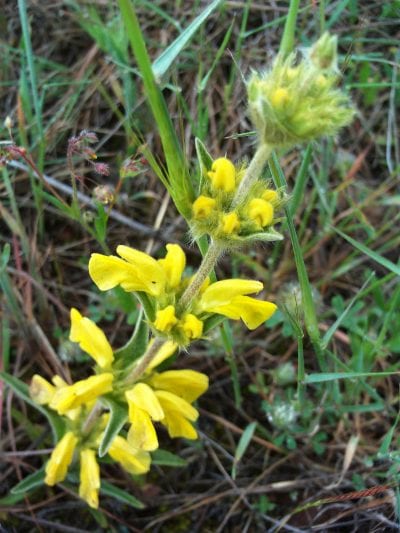 Vista de la Phlomis lychnitis
