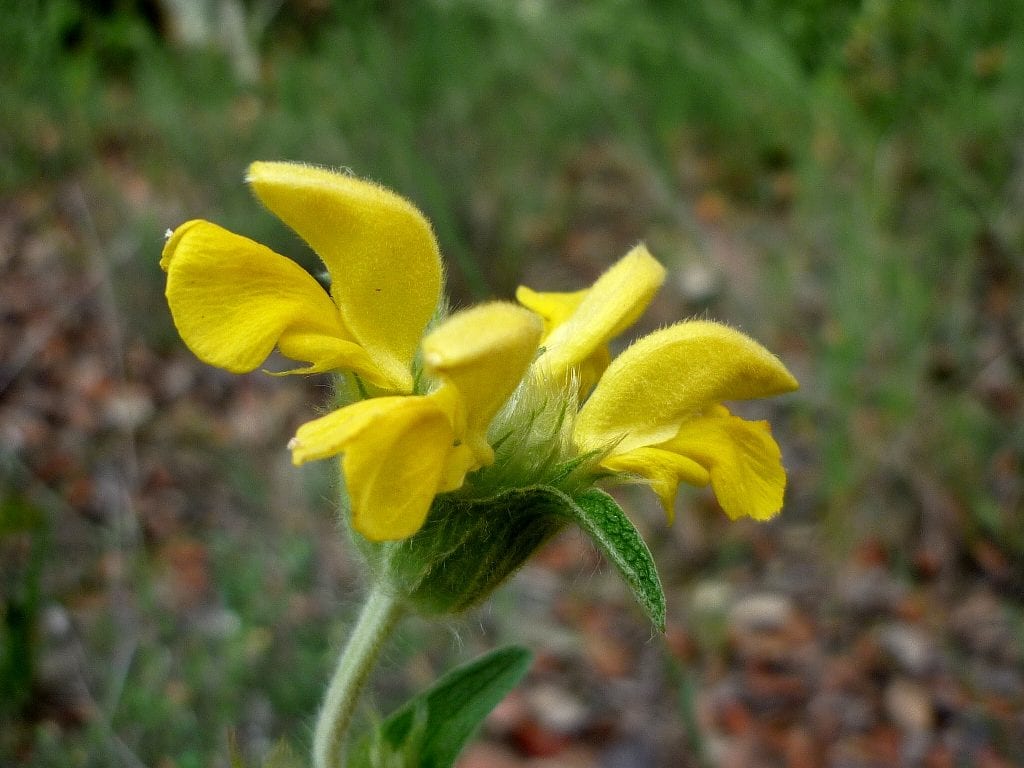Phlomis lychnitis o candilera: guía de cultivo en seco