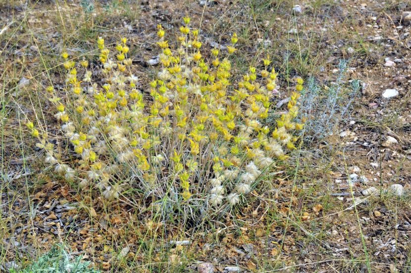 Vista de la planta Phlomis