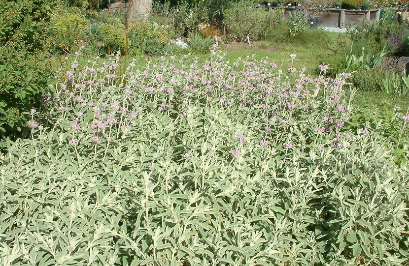 Arbusto completo de phlomis purpurea
