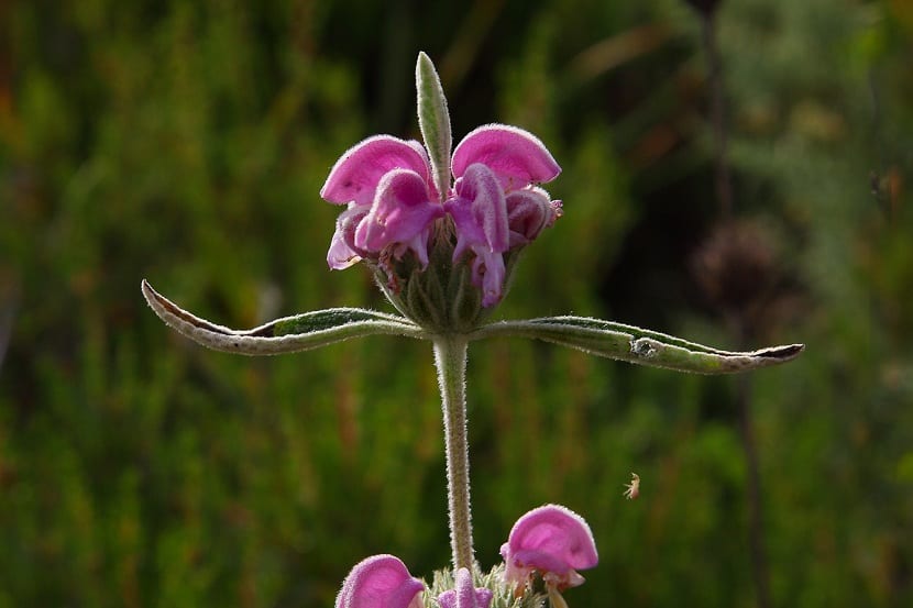 Detalle de las flores del matagallo