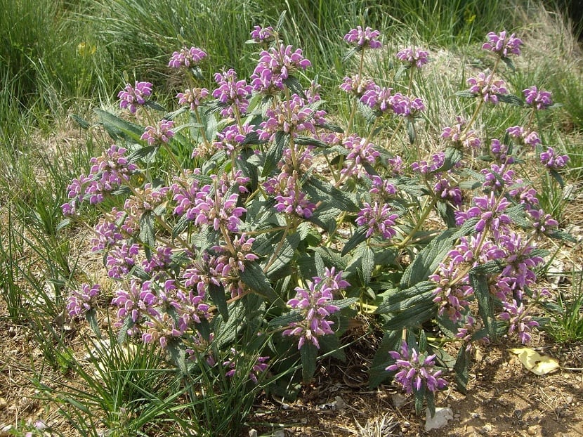 Phlomis purpurea