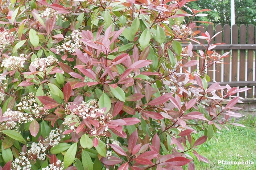 Photinia fraseri