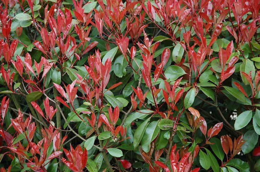 Photinia fraseri: cultivo, poda y enfermedades del seto