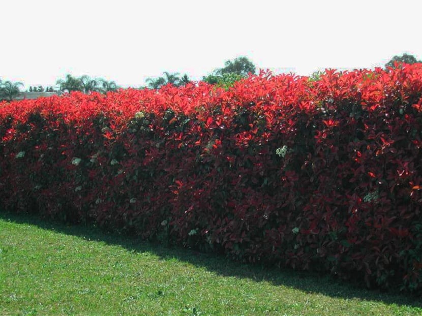 photinia fraseri en jardines