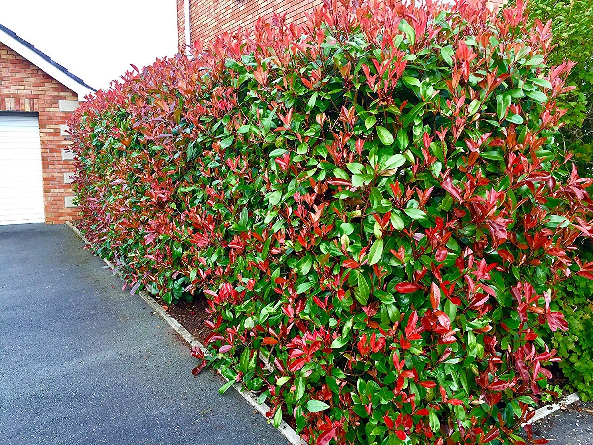 arbusto con gran colorido en la entrada de una casa