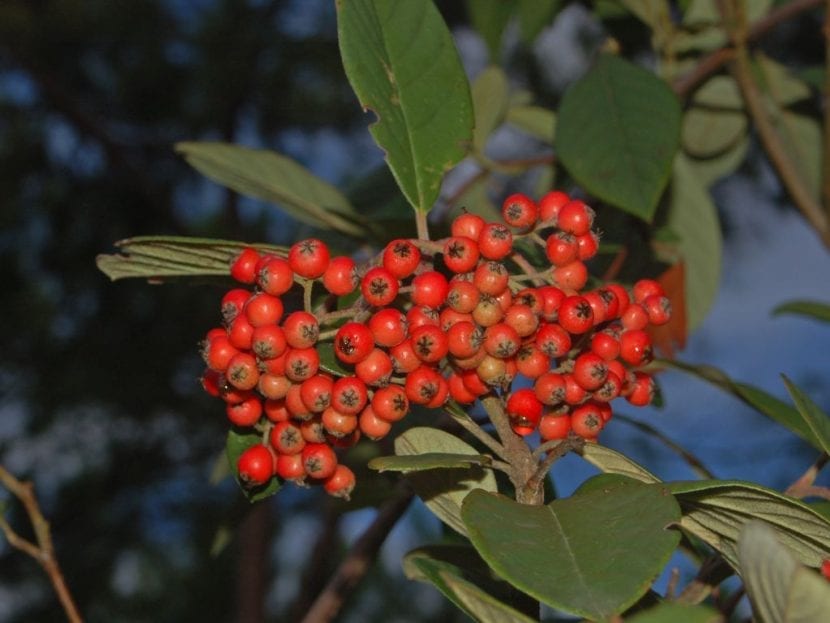 Frutos rojos de Photinia serrulata en racimo