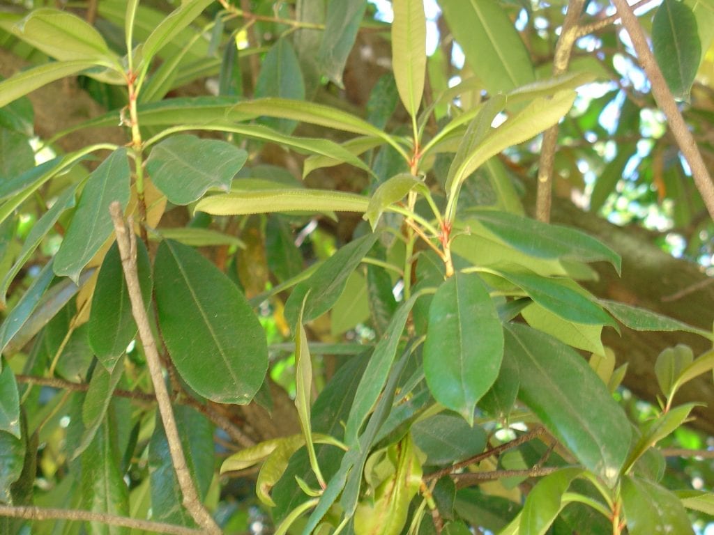 Hojas de la Photinia serrulata