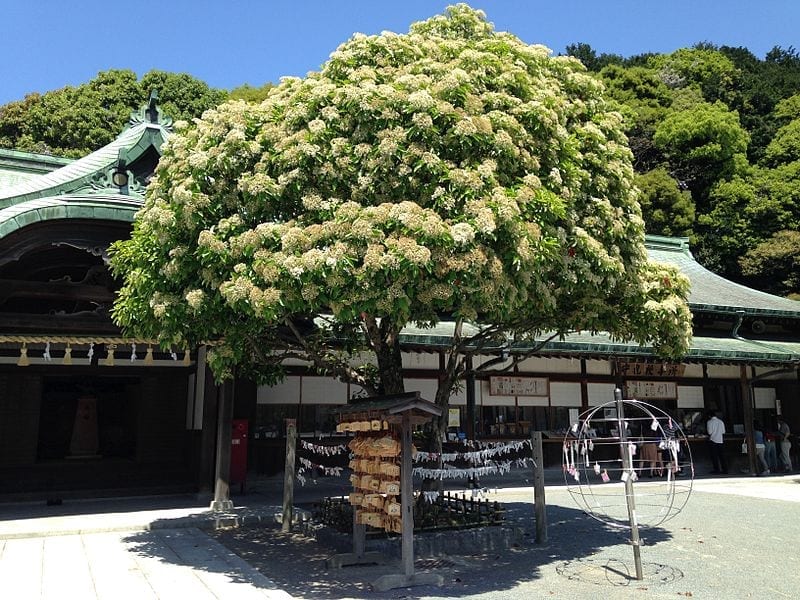 Vista de la Photinia serrulata