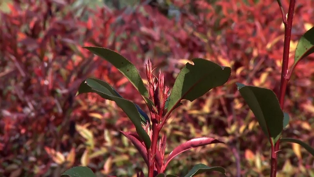 arbusto Fotinia de hoja roja que sirve para decorar jardines