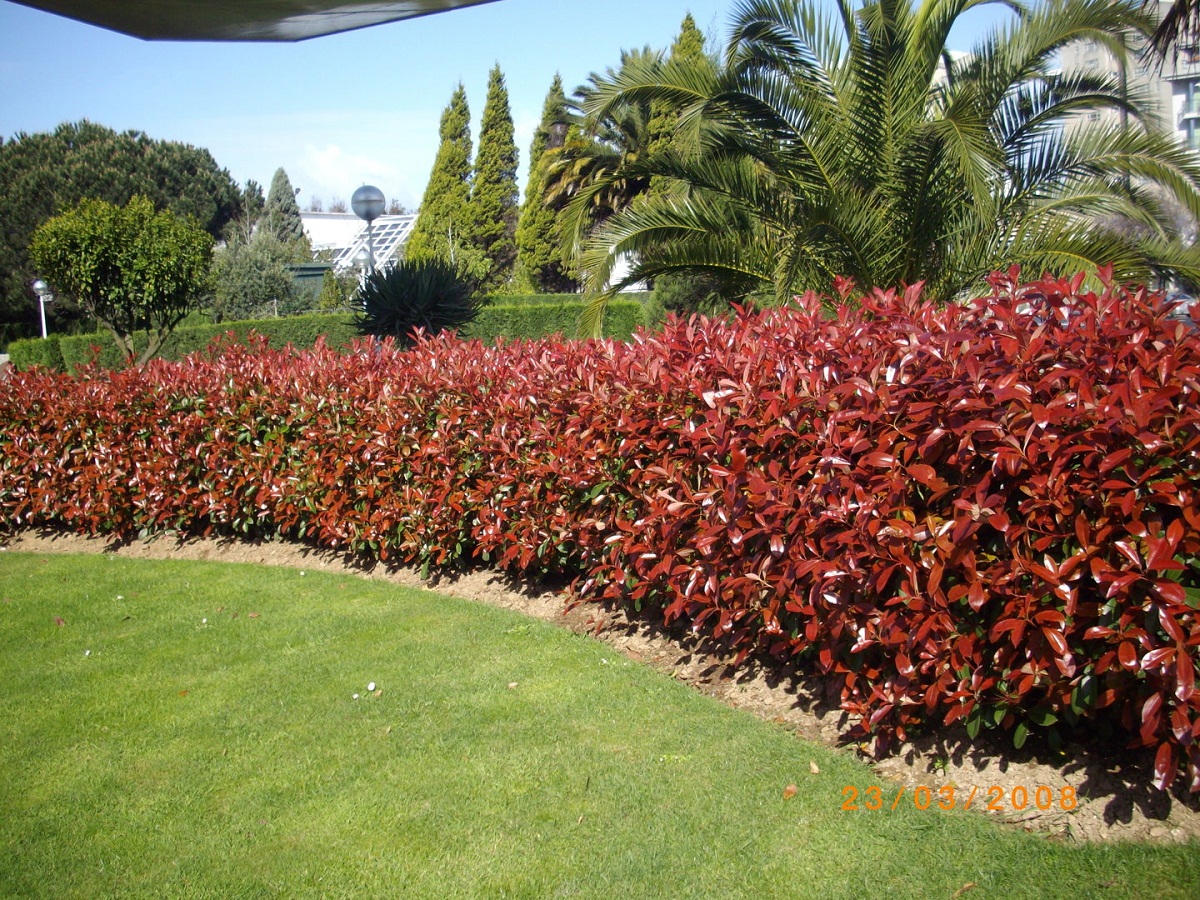 arbusto Fotinia de hoja roja que sirve para decorar jardines