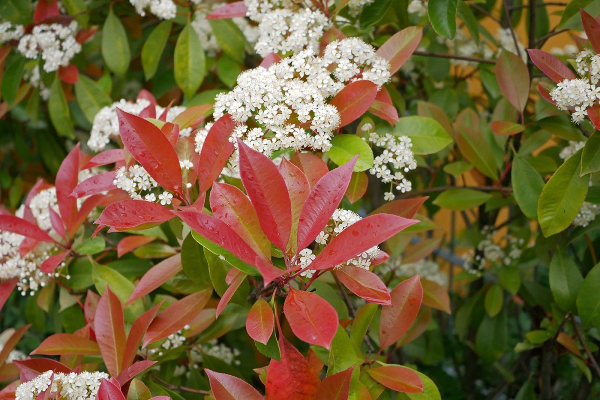 imagen de la Photonia glabra con flores blancas