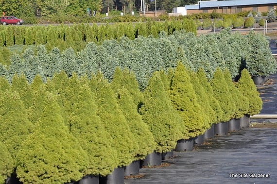Picea glauca 'Conica', abeto enano de Navidad en maceta
