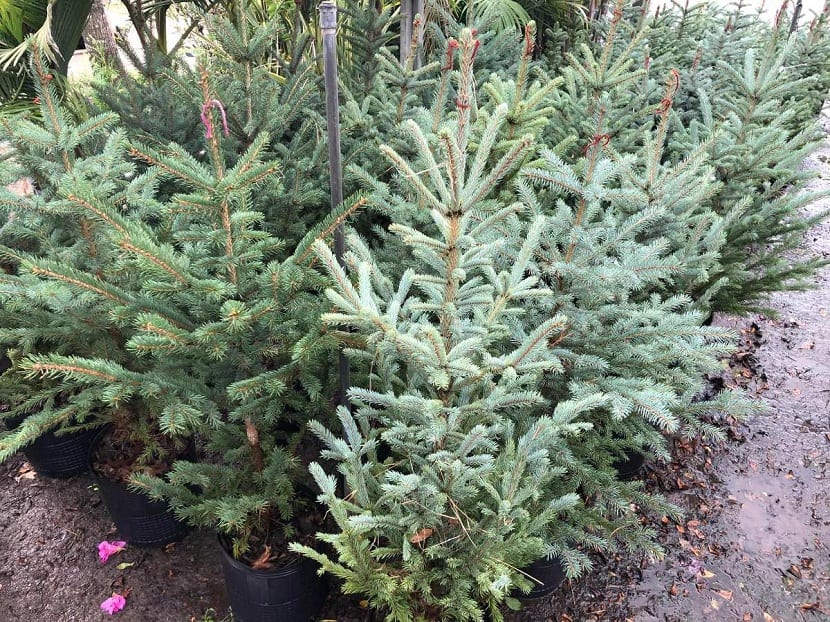 Picea blanca cultivada