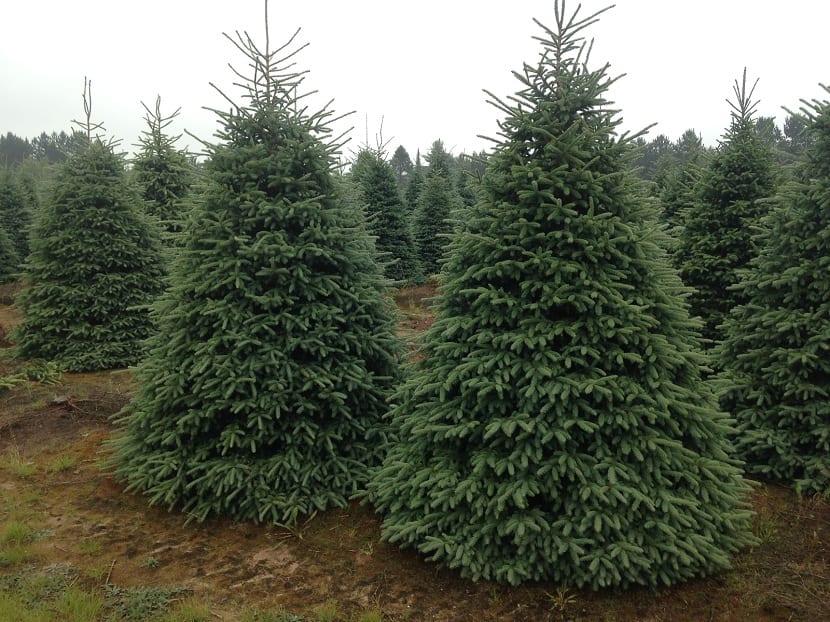 Variedad de picea blanca para navidad
