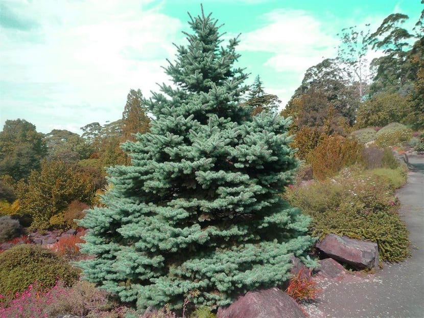 Picea glauca: características y cuidados de la picea blanca