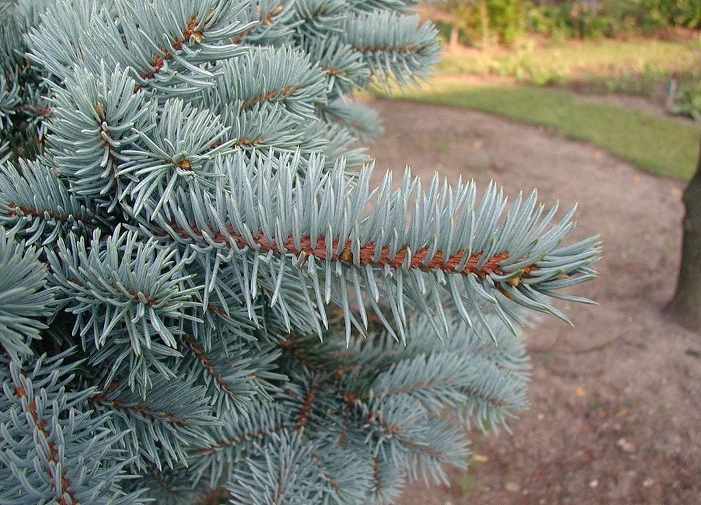 La Picea pungens es una conífera muy decorativa