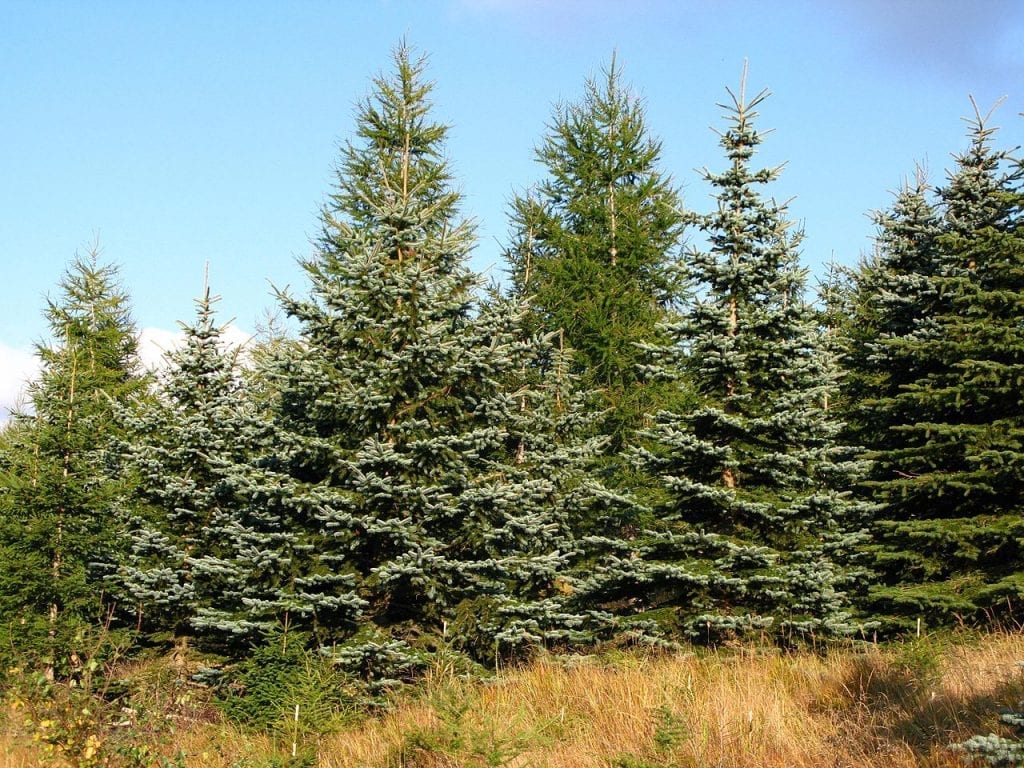 Vista de un grupo de Picea pungens