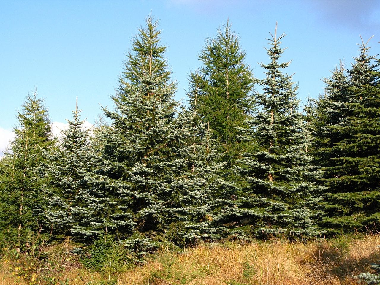 Picea pungens: cultivo, cuidados y dónde plantarla