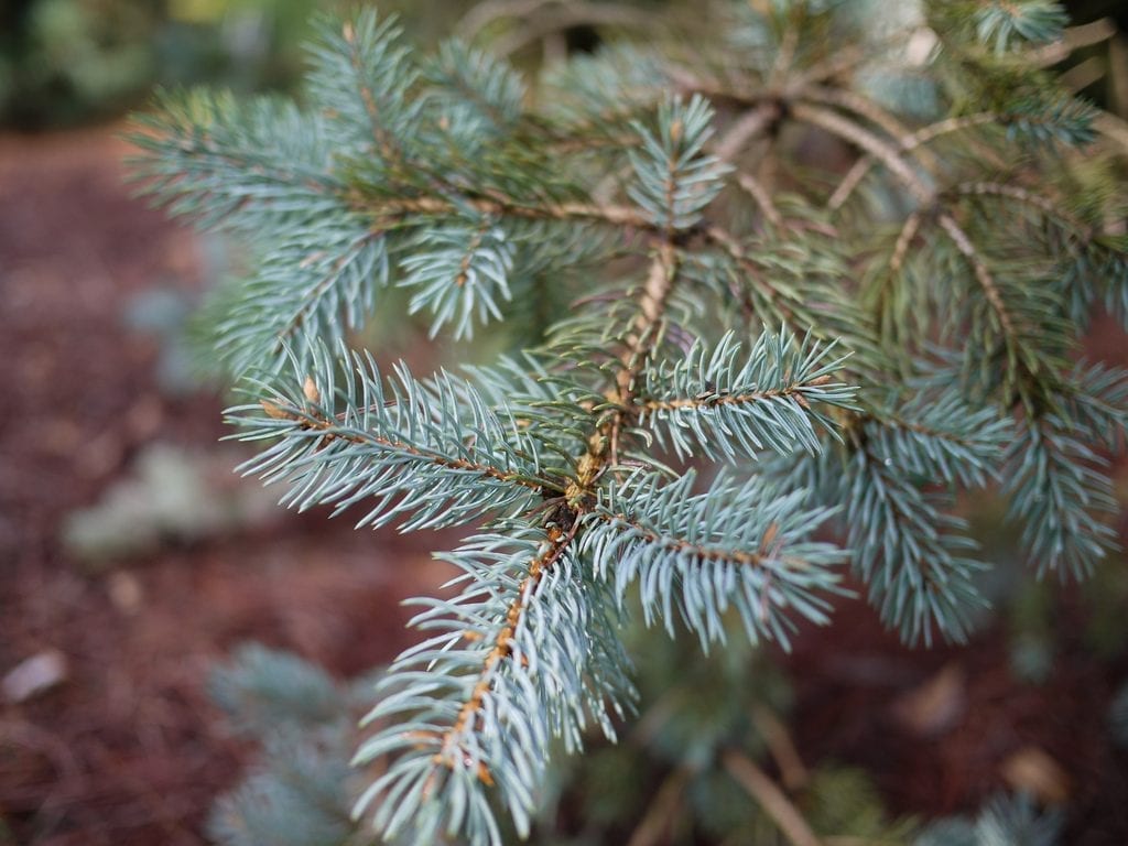 Las hojas del Picea pungens son verdosas o azuladas