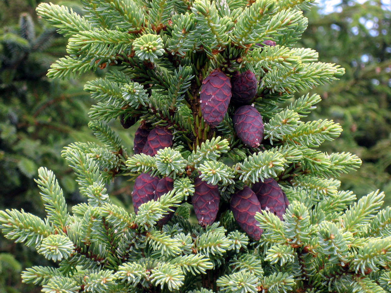 Picea: especies, cuidados y clima que necesitan