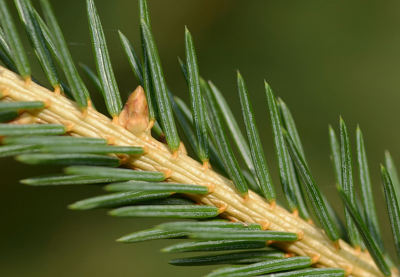 Las hojas de la Picea abies son verdes