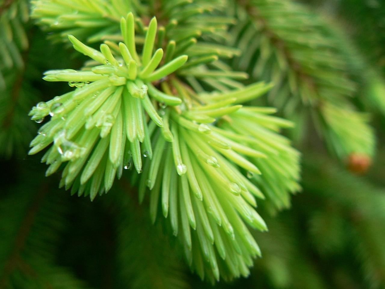 Las Picea son perennifolias