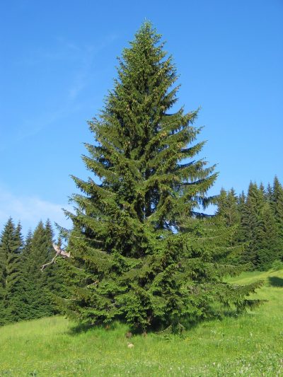Vista de la Picea abies