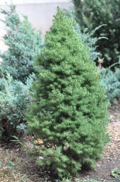 Vista de la Picea glauca 'Conica'