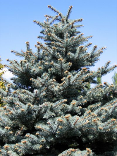 Vista de la Picea pungens
