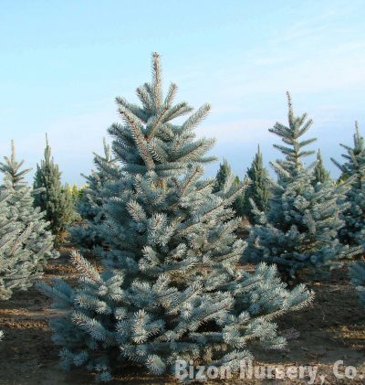 Vista de la Picea pungens 'Hoopsii'