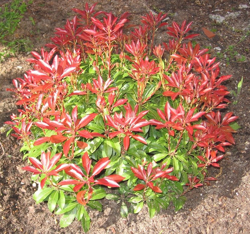 La Pieris japonica es un arbusto perenne