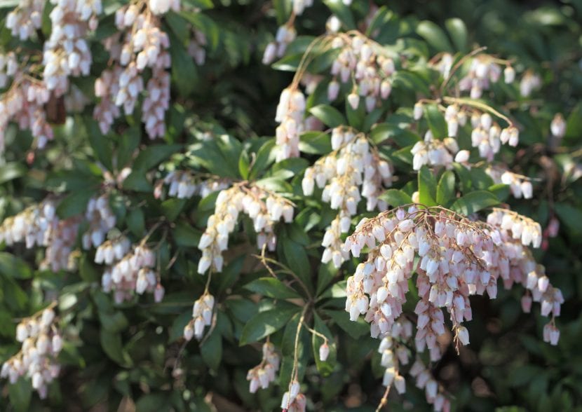 Las flores de la Pieris japonica son blancas