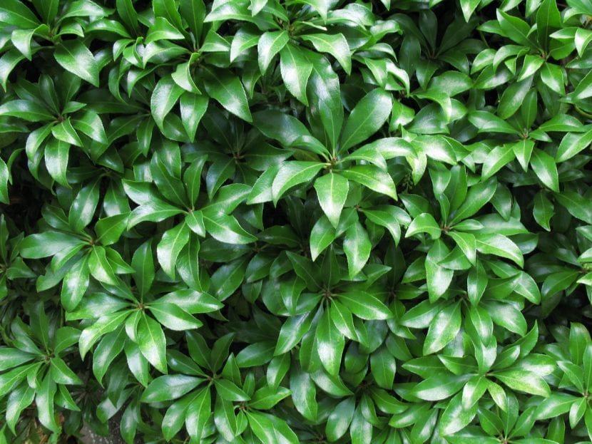 Vista de la Pieris japonica