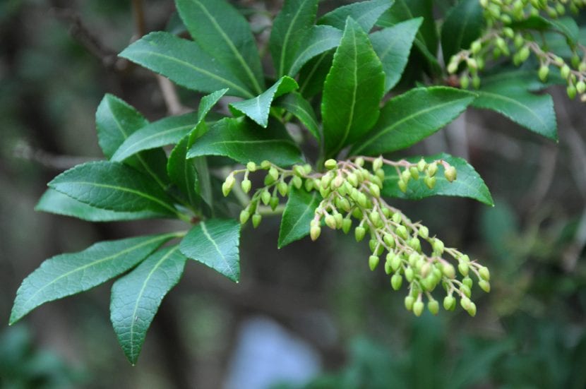 La Pieris japonica es perennifolia
