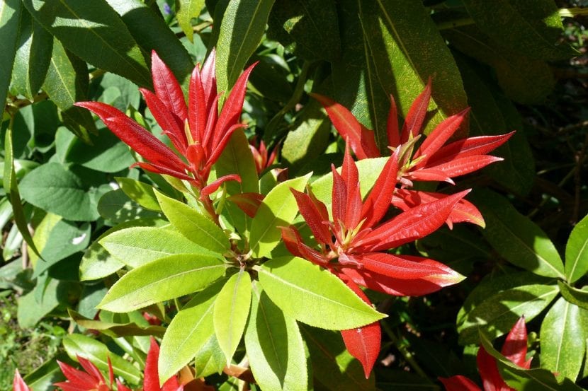 La Pieris japonica es muy decorativa desde joven