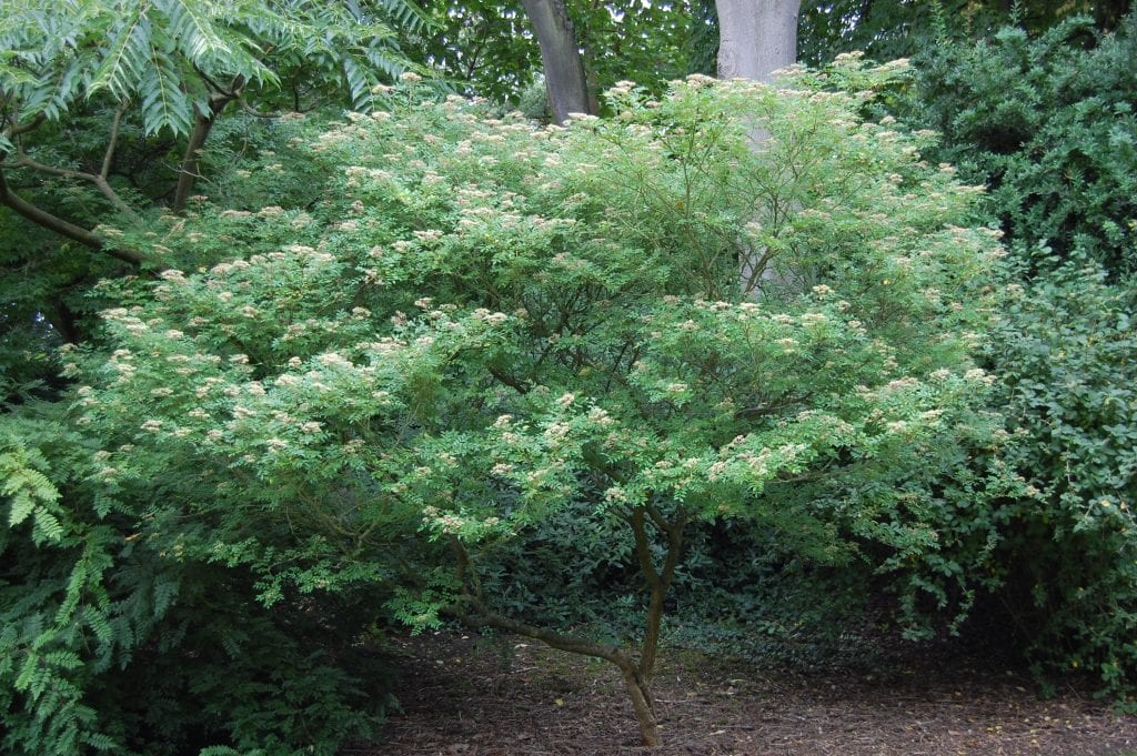 Pimentero japonés: cultivo, poda y cosecha del sanshō