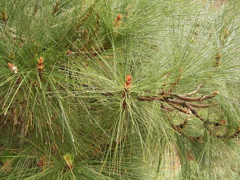 Hojas del pino canario o Pinus canariensis