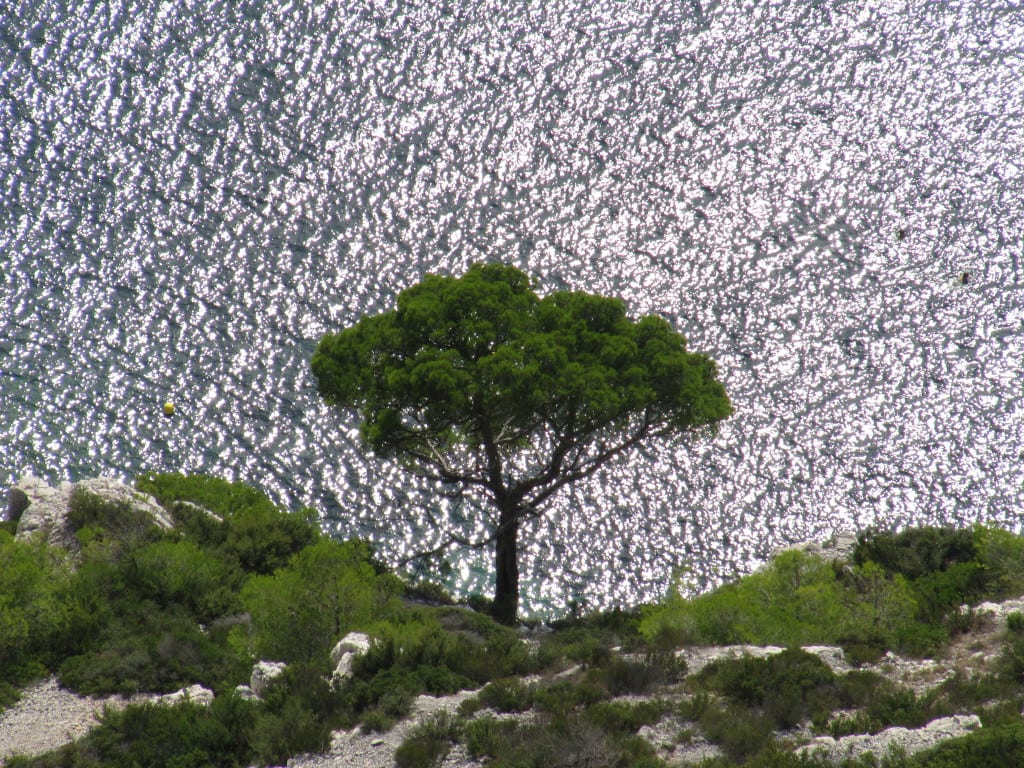 Pinus halepensis en Calanque de Morgiou