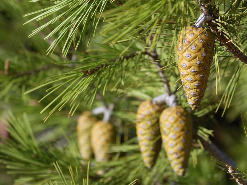 Pinus halepensis en Cabo da Roca