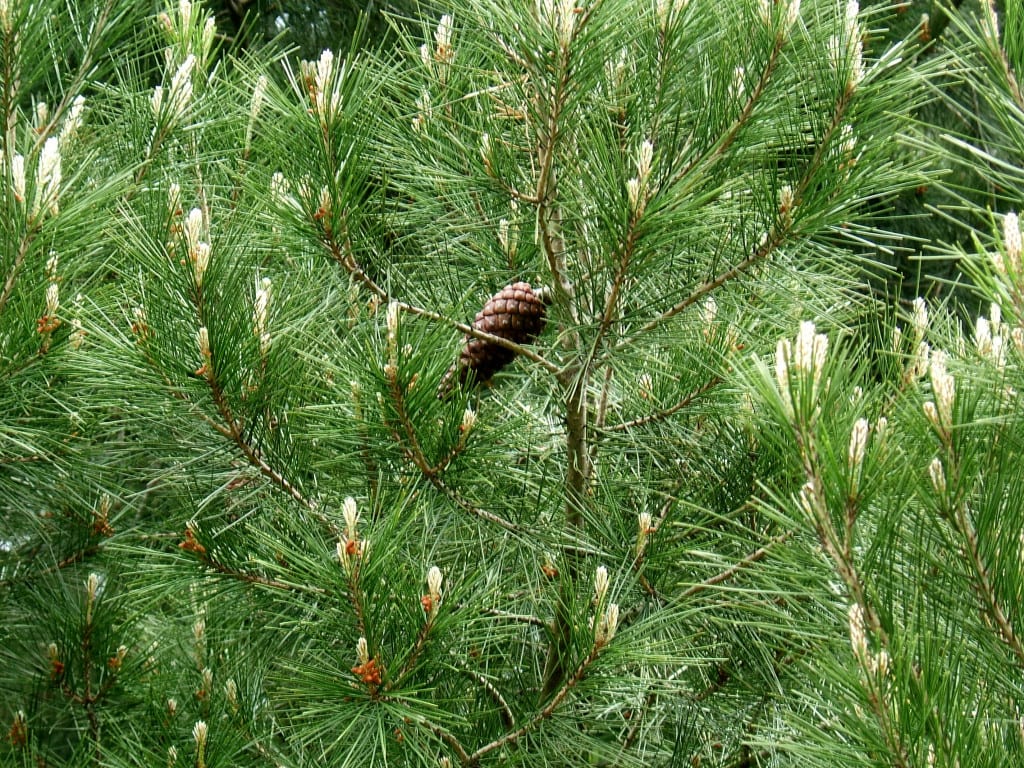 Hojas del Pinus halepensis