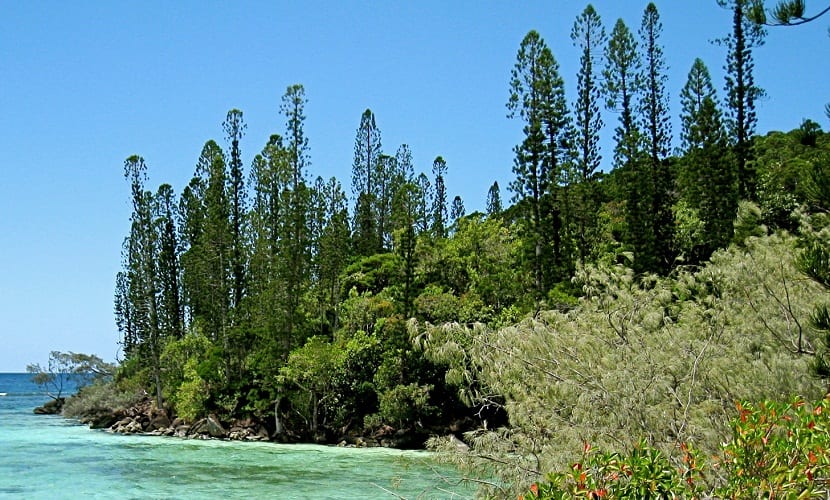 Diferentes arboles verdes al lado de un rio