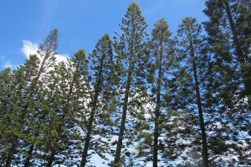pinos de gran altura llamados Araucaria columnaris