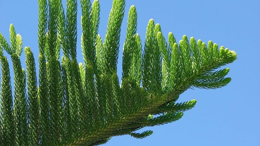 rama de color verde del pino cook o Araucaria columnaris